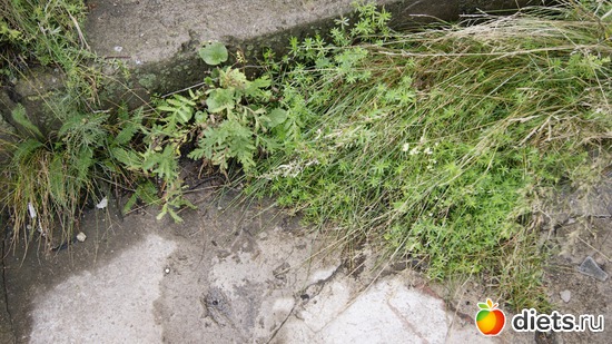 27 фото: Кронштадт