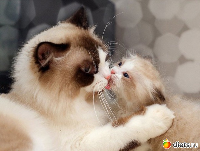 6 ����: ������