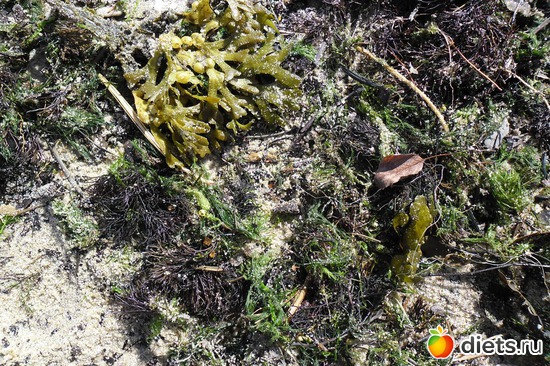 12 фото: Зеленоградск