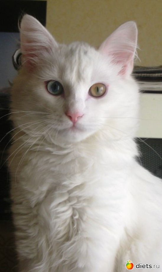 ��� ������������� ����, ������: �����: � � ������ ���