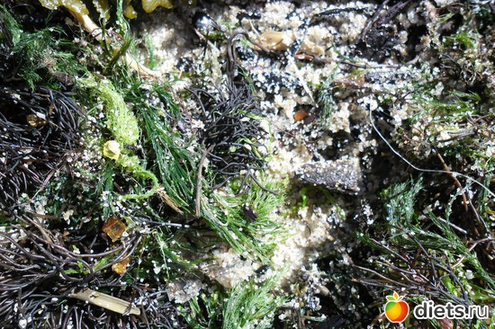 31 фото: Зеленоградск