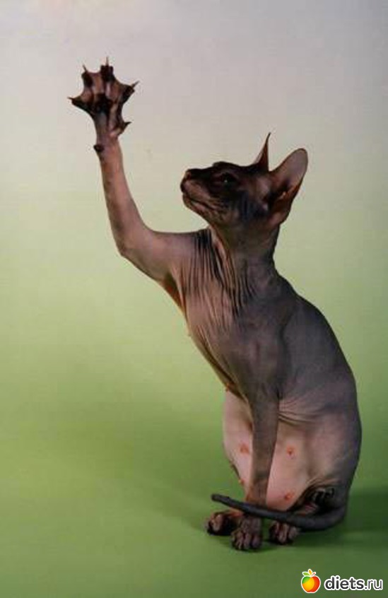 1 фото: обажаю сфинксов