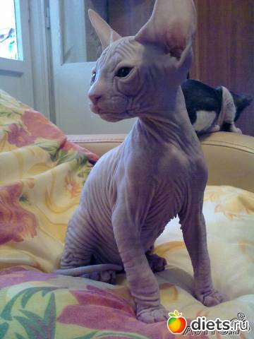 Багира-наша киса