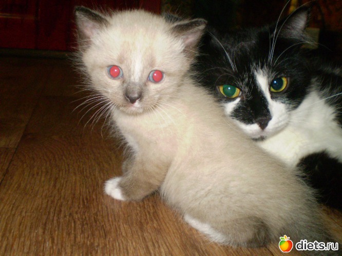 Любимчик Тимошка и Маша., альбом: Маруся.Продолжение.