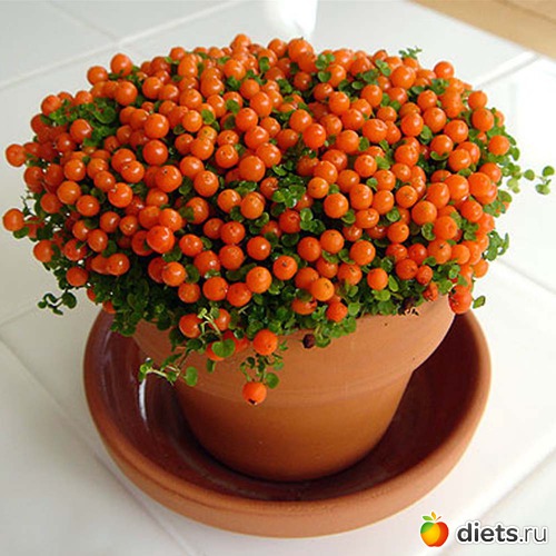 17 ����: ���������� �����