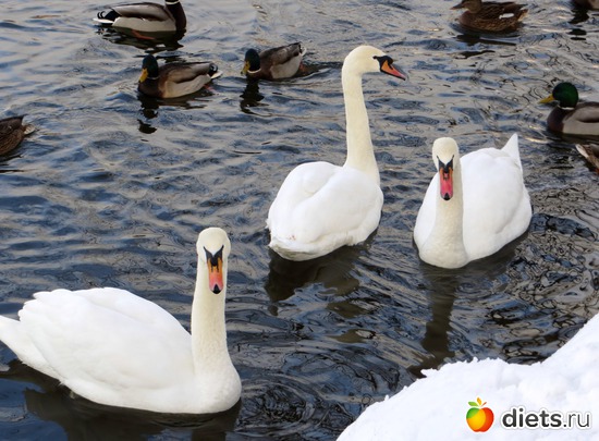 белые лебеди, альбом: Николо-Угрешский мужской Монастырь