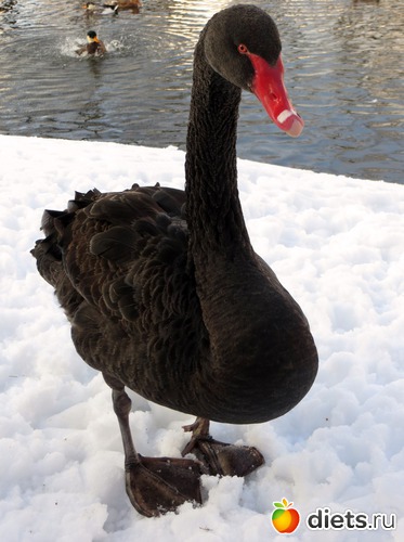 4 фото: Николо-Угрешский мужской Монастырь