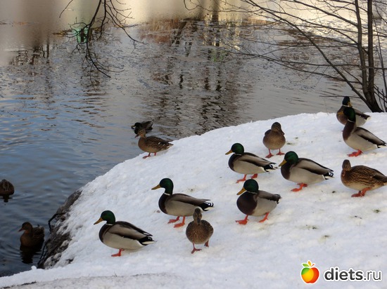 Утки, альбом: Николо-Угрешский мужской Монастырь