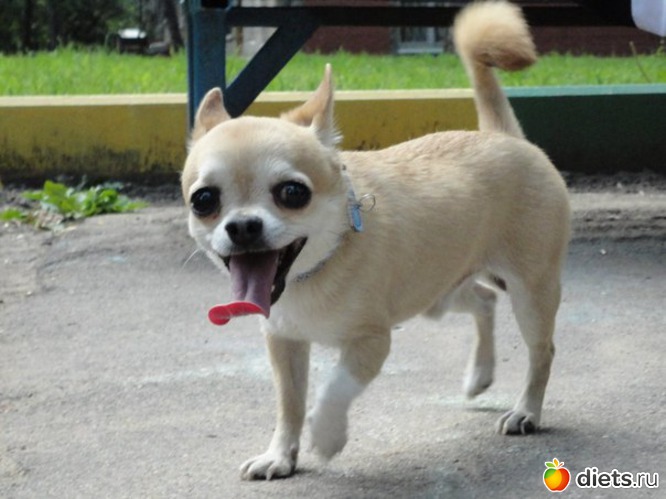 ��� �������� ����=), ������: ��������