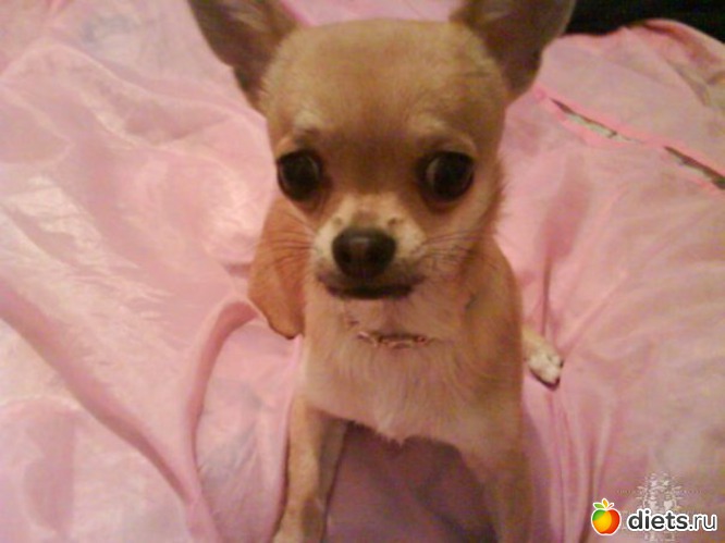 Маленький Микуля, альбом: Чихуашки