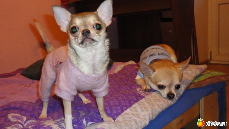 Сборы на дачу, альбом: Чихуашки