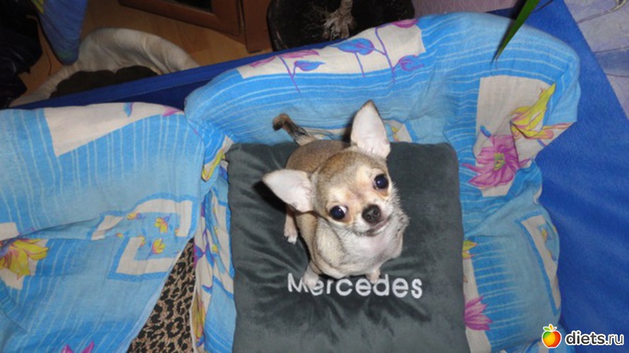 ������, ������: ��������