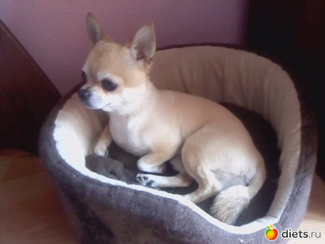 он мне одной белку напоминает?=), альбом: Чихуашки