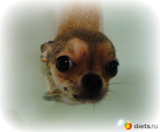 16 фото: Чихуашки