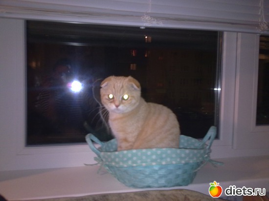 4 фото: мой котик