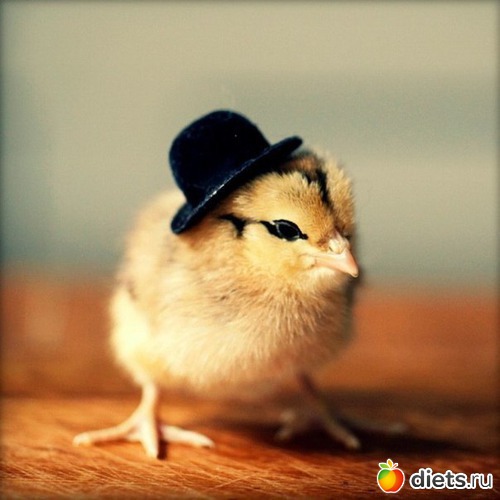 77 ����: ��� ������