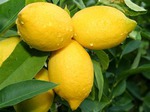 Лимон на страже здоровья и стройности