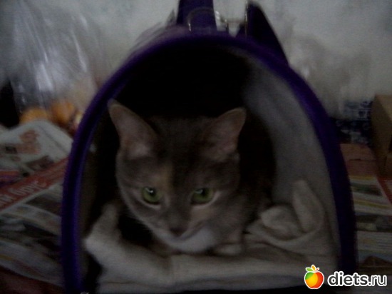 11 ����: ��� ������� ���������.