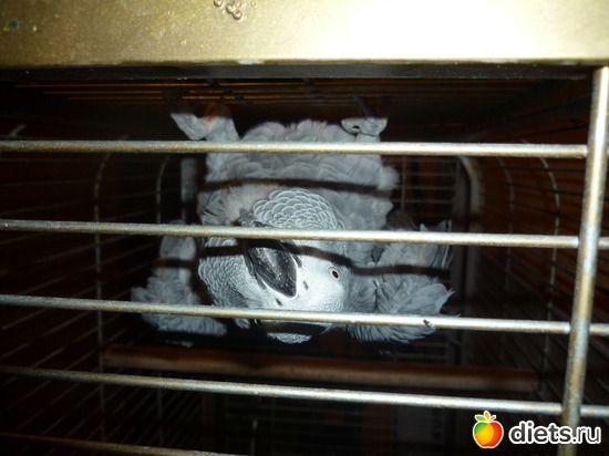 Гоша-птичка синичка, альбом: моя семья и я