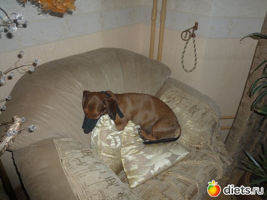 Рыжая монстра наказана., альбом: моя семья и я