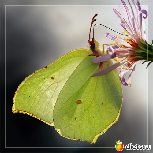 Лимонница (Gonepteryx_rhamni), альбом: мои любимые бабочки