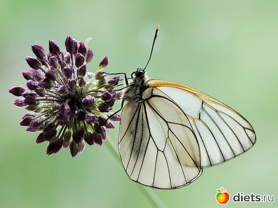 9 фото: мои любимые бабочки