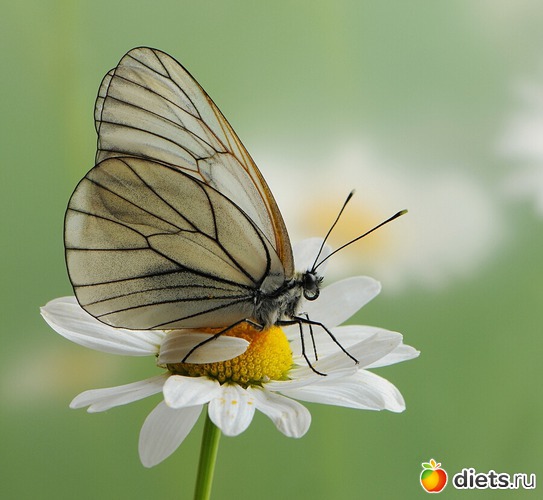 10 фото: мои любимые бабочки