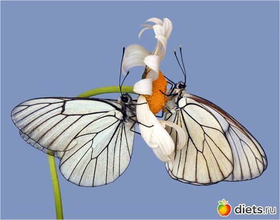 11 фото: мои любимые бабочки