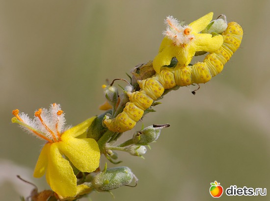 13 фото: мои любимые бабочки