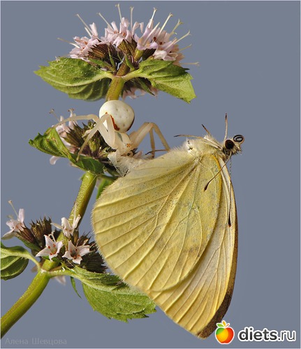 14 фото: мои любимые бабочки