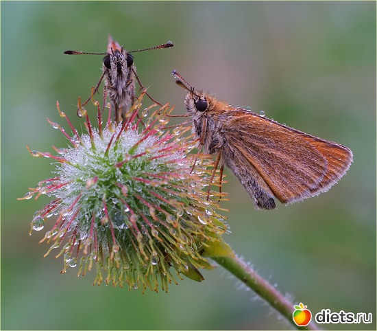 17 фото: мои любимые бабочки