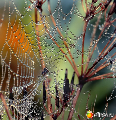 19 фото: мои любимые бабочки