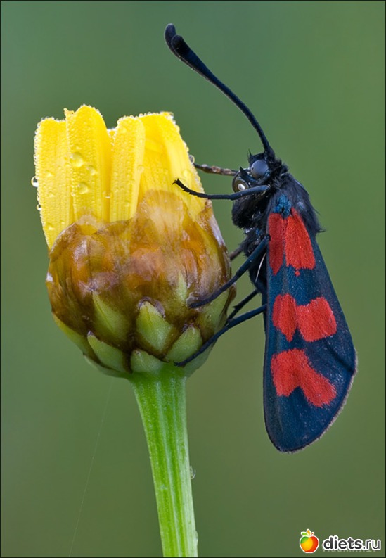 21 фото: мои любимые бабочки