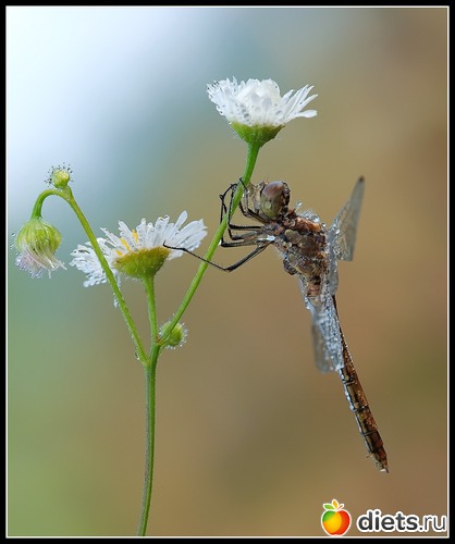 22 фото: мои любимые бабочки