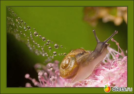 23 фото: мои любимые бабочки