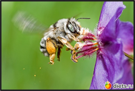 24 фото: мои любимые бабочки