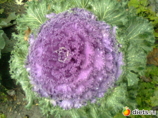 ������� �������, ������: �������� ��� �����!