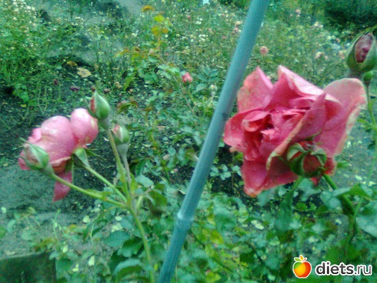 ������� ����, ������: �������� ��� �����!