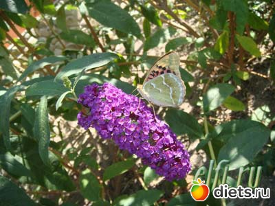 Бабочка на будлее