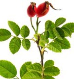 Шиповник----лесной лекарь