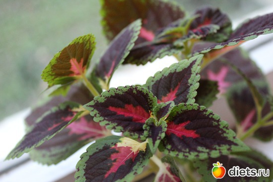 1 фото: Природа