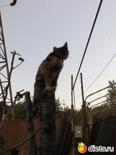 А мне так видней, альбом: Лизка