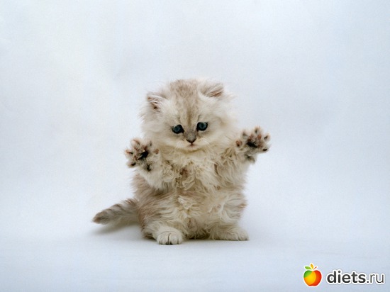 пушистое чудо, альбом: Лизка