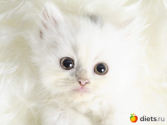 еще одно чудо, альбом: Лизка