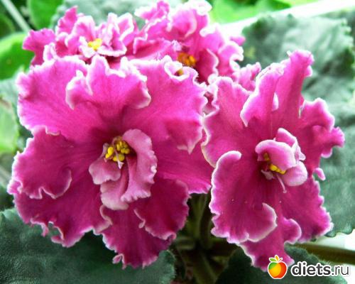 мои любимые фиалки