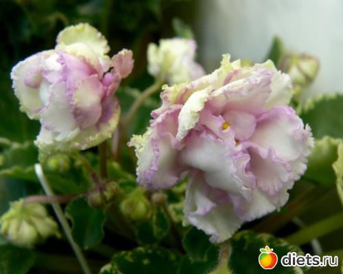 мои любимые фиалки