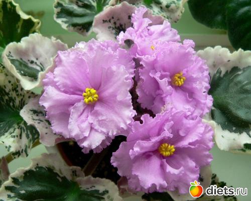 мои любимые фиалки