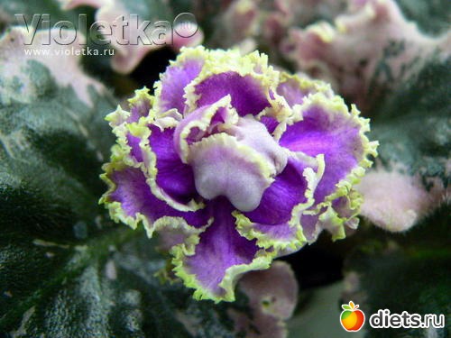 мои любимые фиалки