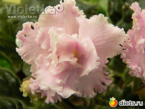 мои любимые фиалки