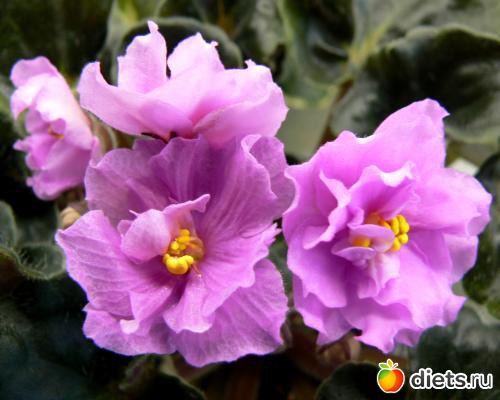 мои любимые фиалки